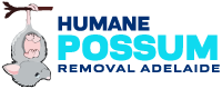 humane-possum-removal-adelaide