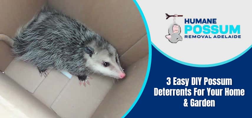 Possum Deterrents For Your Home & Garden