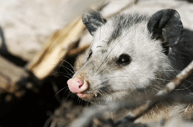 backyard-possum-removal-adelaide