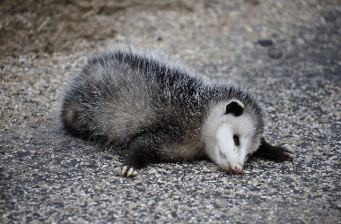 dead-possum-removal-adelaide