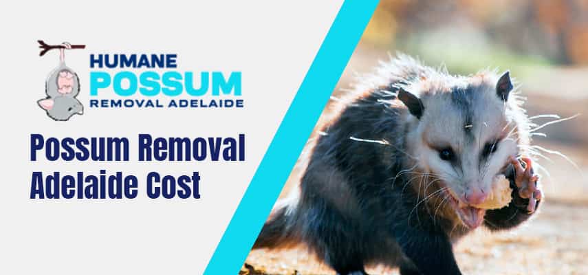 Possum Removal In Adelaide
