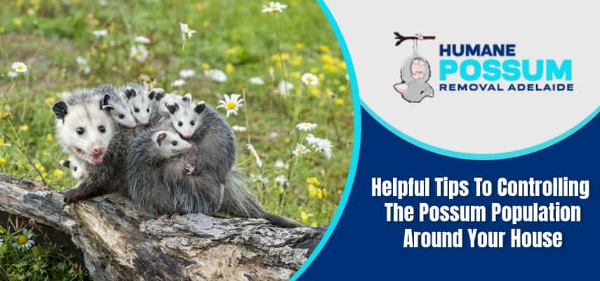 Tips To Controlling The Possum Population Around Your House