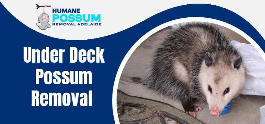 Under Deck Possum Removal Service