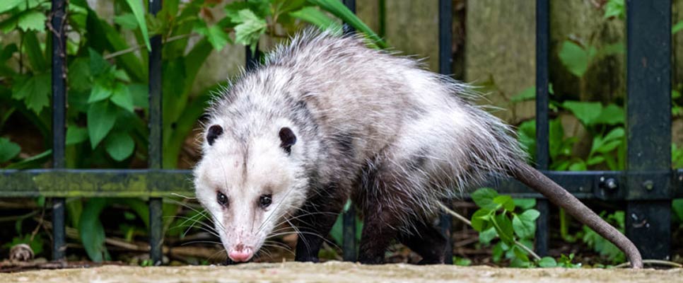How To Protect Plants From Possums