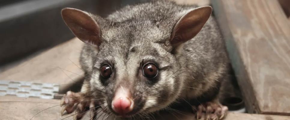 Possums In Your Roof What You Need To Know